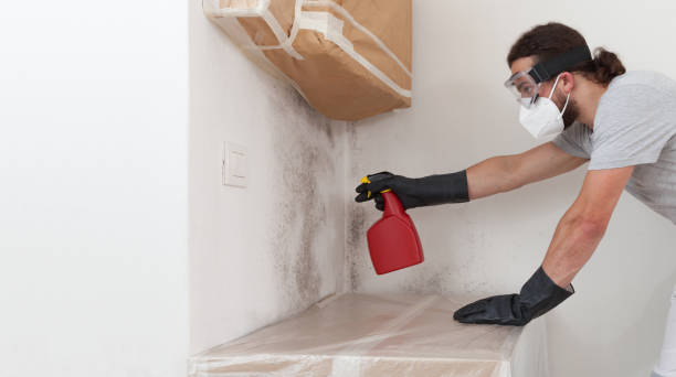Professional Attic Mold Removal technician working in Wood Dale, IL