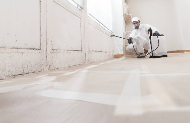 24/7 Emergency Attic Mold Removal experts in Wood Dale, IL
